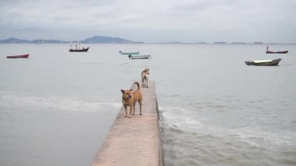 Dog stand na parede de concreto e olhando para o mar, tiro Handheld — Vídeo de Stock