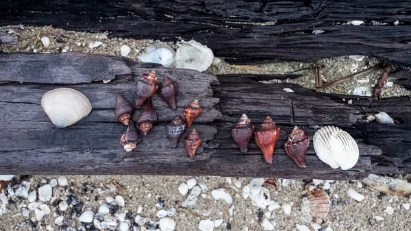 Seashell Trä Vid Stranden Natur Bakgrund — Stockfoto