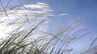 Güneşin doğuşuyla birlikte çiçekli çimenler mavi gökyüzü arka planında esintiyle hareket eder