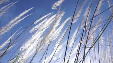 Güneşin doğuşuyla birlikte çiçekli çimenler mavi gökyüzü arka planında esintiyle hareket eder