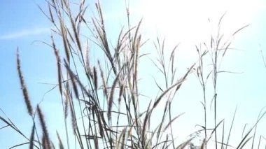 Çiçekler rüzgarla hareket eder, arka planda güneş ışığı vardır.