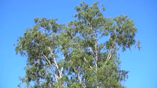 Вершина дерева движется ветром с птичьим звуком — стоковое видео