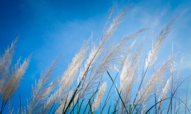 Güneşin doğuşu ve mavi gökyüzü arka planına sahip çiçek çimleri