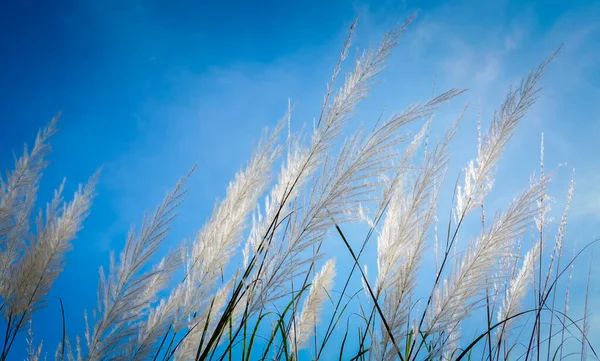 Grama Flor Com Nascer Sol Fundo Céu Azul — Fotografia de Stock