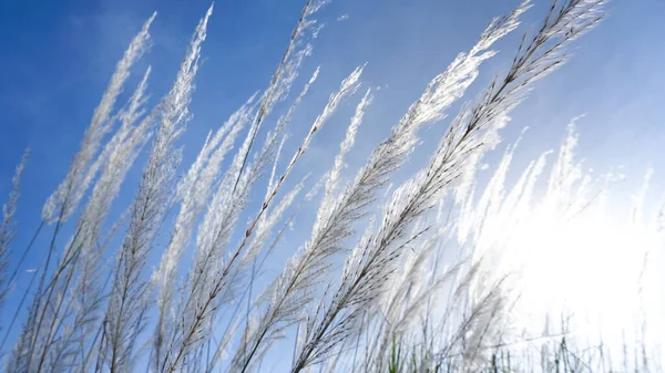 Herbe Fleurs Avec Lever Soleil Fond Bleu Ciel — Photo