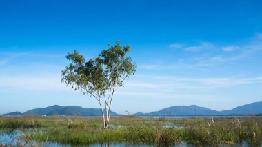 Su deposundaki büyük ağaç güzel bir dağ ve mavi gökyüzü arka planına sahip.
