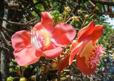 Sal ağacı çiçeği, Shorea robusta