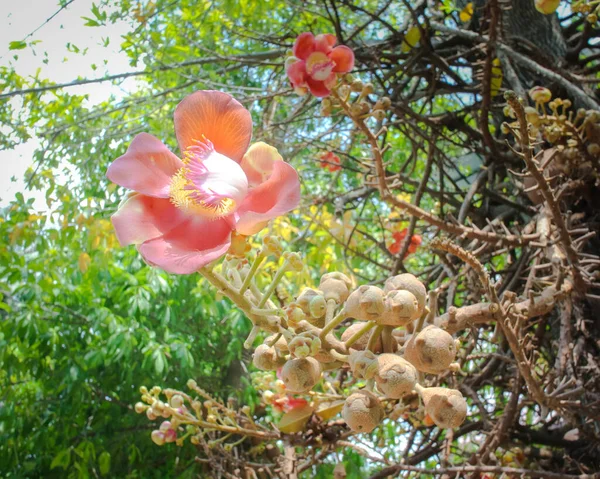 Flor Flor Árvore Sal Shorea Robusta — Fotografia de Stock