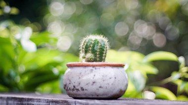 Kaktüs saksıda, arka planda bokeh ışığı var.