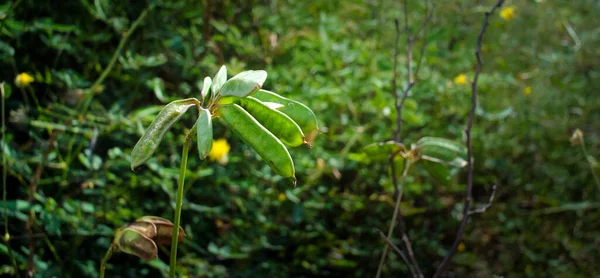 Pod Mimosa Strzał Bliska — Zdjęcie stockowe