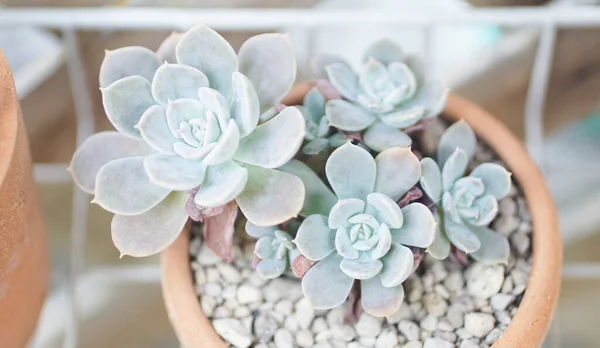 Echeveria Suckulenter Närbild Skott — Stockfoto