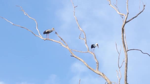 Asiático openbill pássaro na árvore seca — Vídeo de Stock