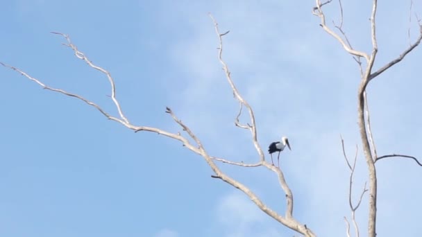 Aziatische openingsvogel op gedroogde boom — Stockvideo