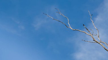 Mavi gökyüzü arkaplanlı kurumuş ağaç