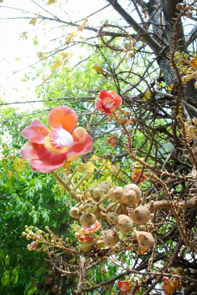Blume Der Sal Baumblüte Shorea Robusta — Stockfoto