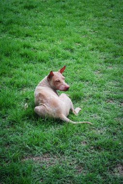 Serseri köpek yeşil çayıra uzandı.