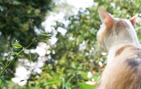 Chat Regardant Arbre Dos Chat Fond Flou Jardin — Photo