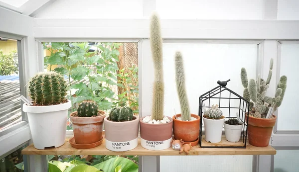 Joli Cactus Plante Décorent Sur Étagère Serre — Photo