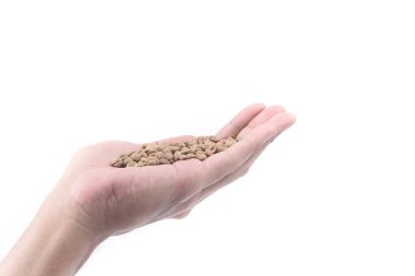 Elde kavrulmamış kahve çekirdekleri beyaz arka planda izole edilmiş.