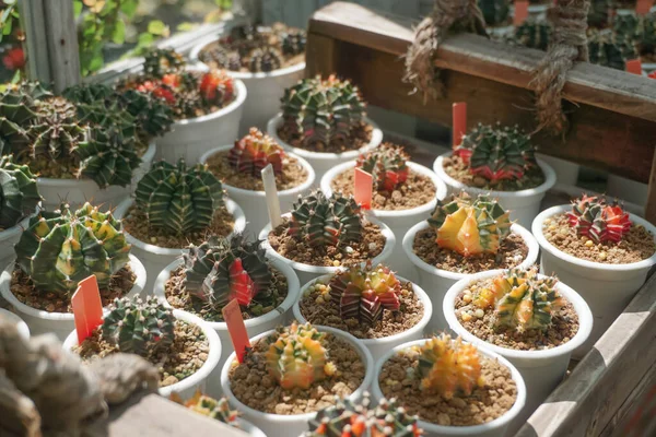 Group Cactus Pot Green House — Stock Photo, Image