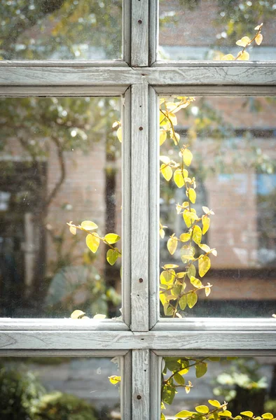 Vintage Window Frame Ivy — Stock Photo, Image