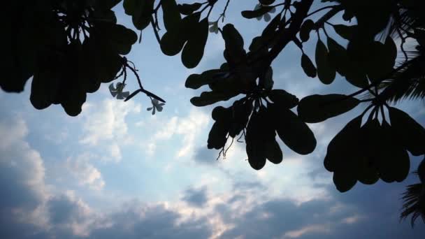 20201109- Silhouette leaf and blue sky — Stock Video