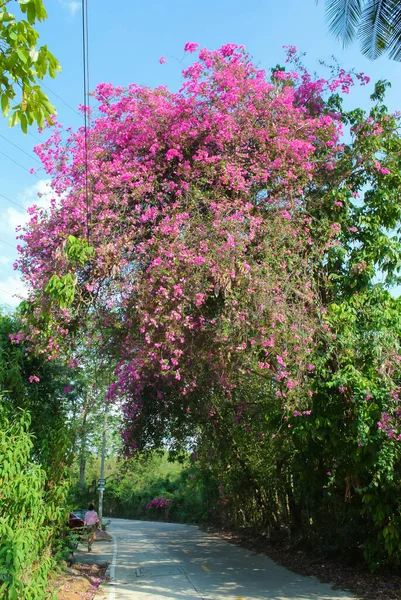 Chonburi Thailand Apr Szép Bougainvillea Virág Virágzás Utca Mellett 2020 — Stock Fotó