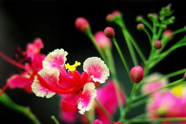 Bel fiore rosa da vicino — Foto Stock
