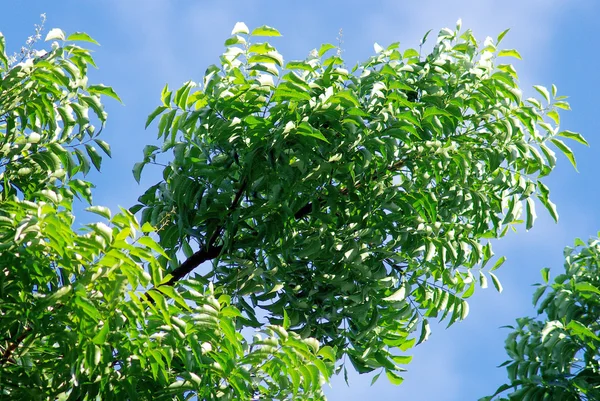 Vista de cerca del árbol de neem - Azadirachta indica —  Fotos de Stock