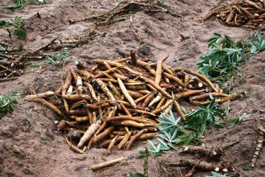 Manyok ampul ve manyok ağacı zeminde 