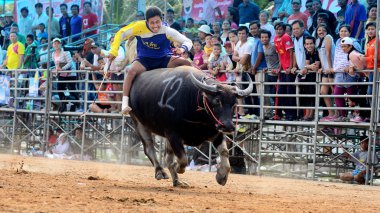 Kimliği belirsiz erkek bir yarış spor çalıştırmak için onların buffalo kontrol ve tanımlanamayan köylüler neşelendirmek için