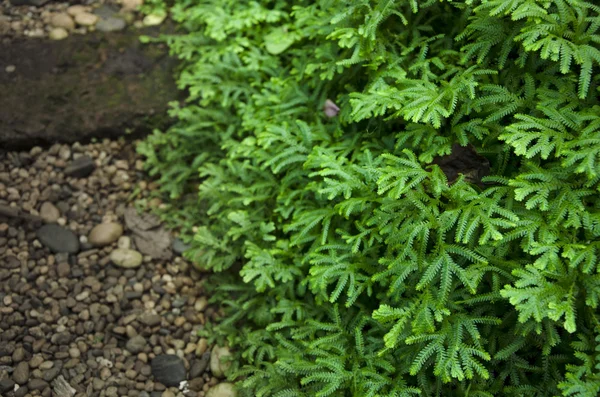 Fern garden — Stock Photo, Image