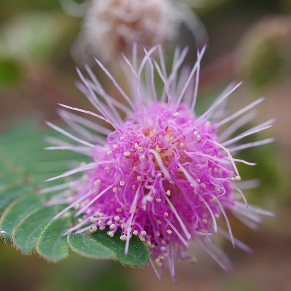 Närbild på känsliga växter blomma, Mimosa pudica — Stockfoto