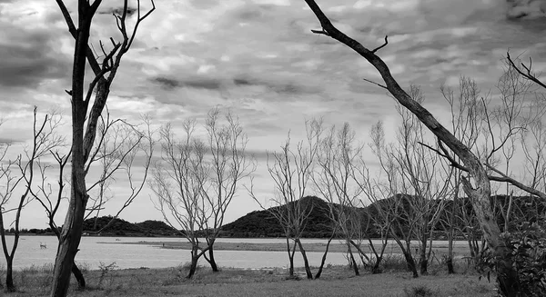 Gölün yanında ölü ağaçlar