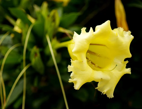 Prålig chalicevine blomma — Stockfoto