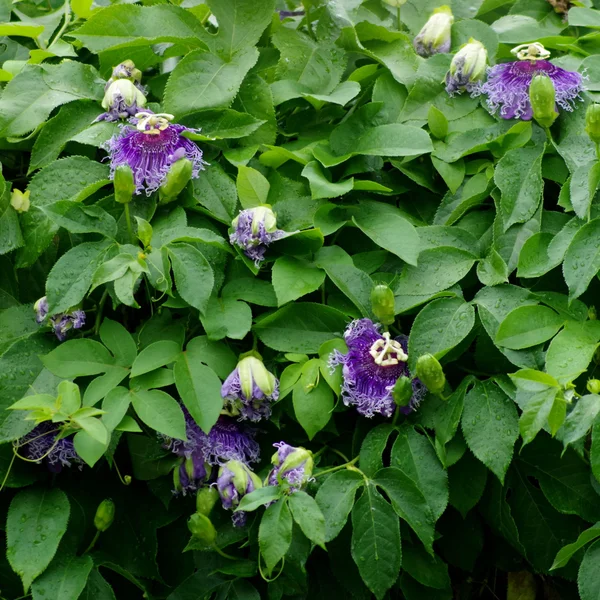 Passionsblomma, Passiflora x alato-caerulea Lindl. — Stockfoto