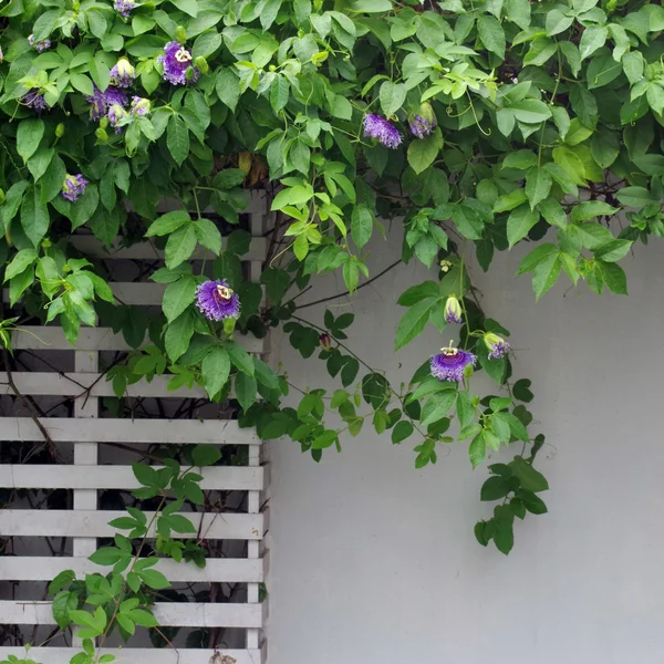 Flor de la pasión, Passiflora x alato-caerulea Lindl . — Foto de Stock