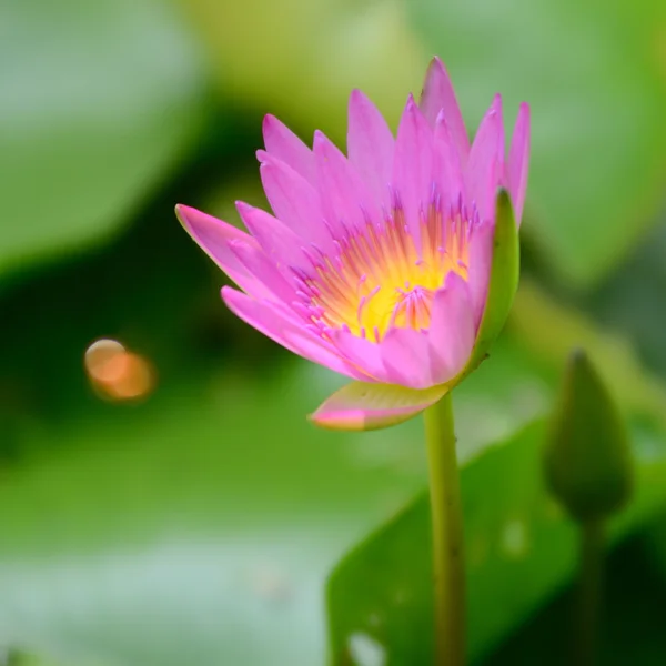 Lótus rosa — Fotografia de Stock