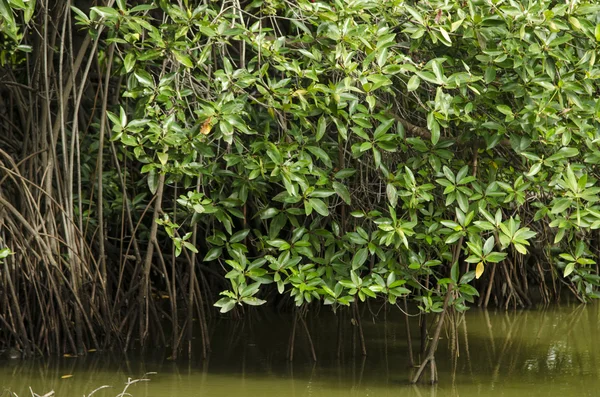 Árbol de manglar en el bosque de manglares —  Fotos de Stock
