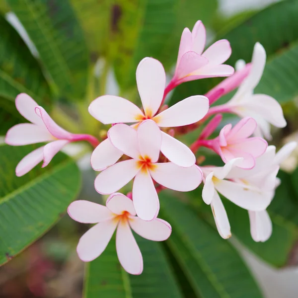 Fiore di Frangipani — Foto Stock