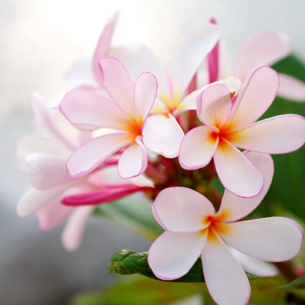 プルメリアの花 — ストック写真