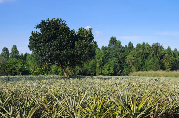 Organic Pineapple farm — Stock Photo, Image