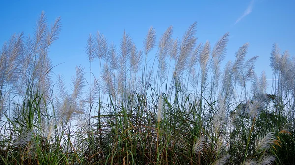 Blume mit blauem Himmel — Stockfoto