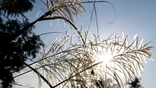 Kwiat trawy ruch z słońce tło — Wideo stockowe