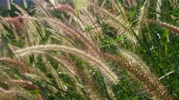 Flor movimiento de hierba con viento — Vídeo de stock