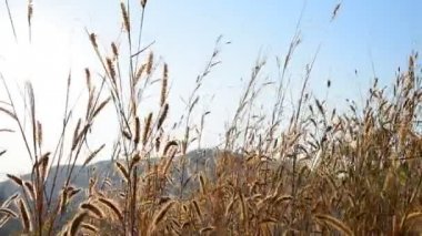 Barajı, Chiangmai, Tayland günbatımı arka plan ile çimen çiçek