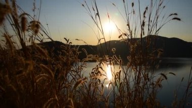 Barajı, Chiangmai, Tayland günbatımı arka plan ile çimen çiçek