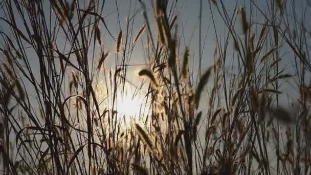 Bloem gras met zonsondergang achtergrond — Stockvideo