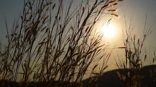 Květ trávy při západu slunce zázemí u přehrady — Stock video