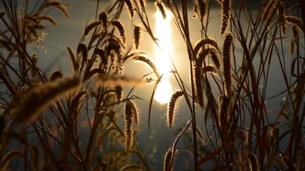 Erba fiore con sfondo tramonto a diga — Video Stock